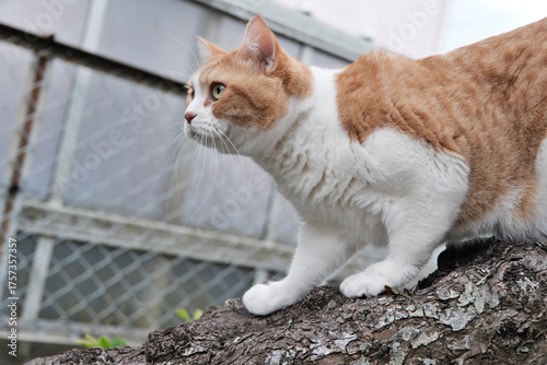 Photography A ginger and white domestic cat climbing a thick tree branch outdoors, displaying hunting instinct and alertness