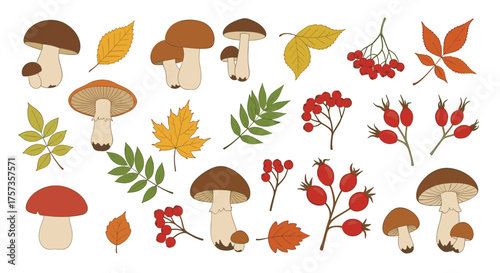 A collection of autumn leaves mushrooms and berries in a variety of colors and styles.