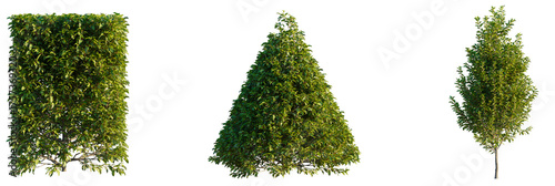 Prunus lusitanica tree, font view, elevation, cutout, isolate, transparent background, Landscaping perfection with these stunning topiary trees for garden design