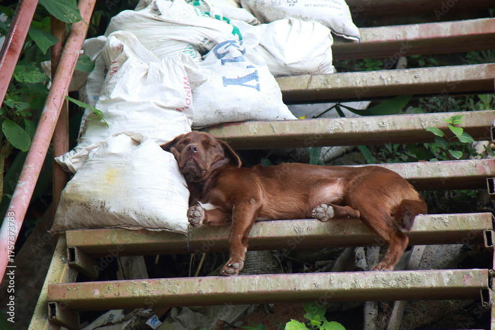 Φωτογραφία candid photograph shows a brown dog soundly asleep on the rusty, metal steps of an old outdoor staircase