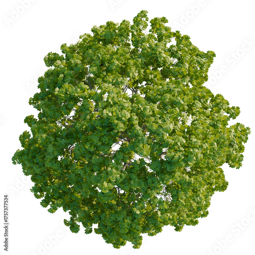 Εκτύπωση καμβά Castanea tree plan, top view, cutout, transparent background, isolate, Vibrant g