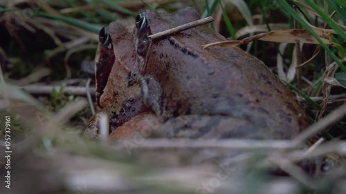 Wallpaper Mural grass frogs mating in spring (close up) Torontodigital.ca