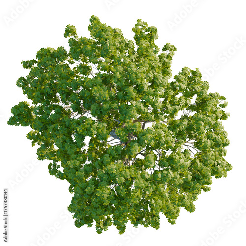 Obraz na płótnie Castanea tree plan, top view, cutout, transparent background, isolate, Vibrant g