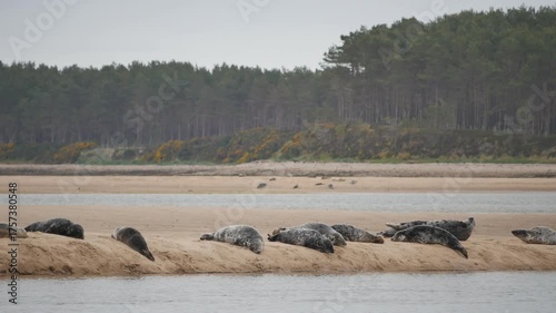Common seals ( Phoca vitulina ) - also known as Harbour seals (or Harbor seals) on a sandbank at Loch Fleet in Sutherland Scotland UK