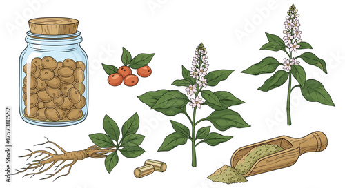 Botanical illustrations of ashwagandha plant roots and dried ingredients.