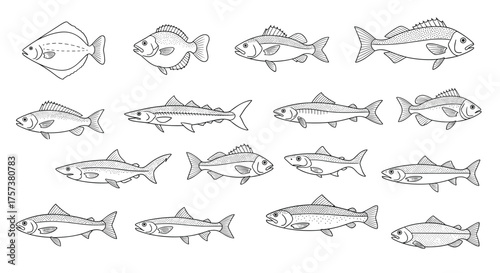 Collection of diverse fish illustrations in a variety of poses