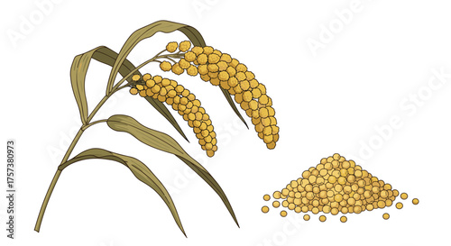 A close up of a sorghum plant with seeds