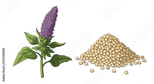 A flowering plant with a purple inflorescence and a pile of small seeds.