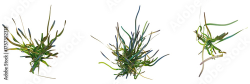Obraz na plátně Vallisneria gigantea tree plan, top view, cutout, transparent background, isolat