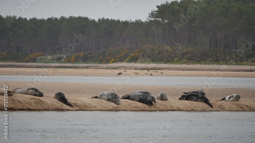 Common seals ( Phoca vitulina ) - also known as Harbour seals (or Harbor seals) on a sandbank at Loch Fleet in Sutherland Scotland UK