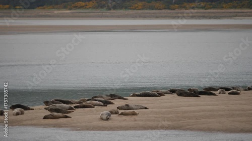 Common seals ( Phoca vitulina ) - also known as Harbour seals (or Harbor seals) on a sandbank at Loch Fleet in Sutherland Scotland UK