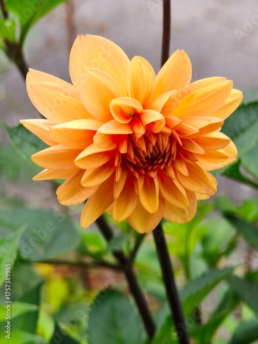 Leuchtende Sommerwärme – Orange Dahlie