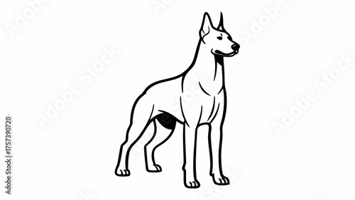 Doberman dog outline standing with alert pose and noble gaze