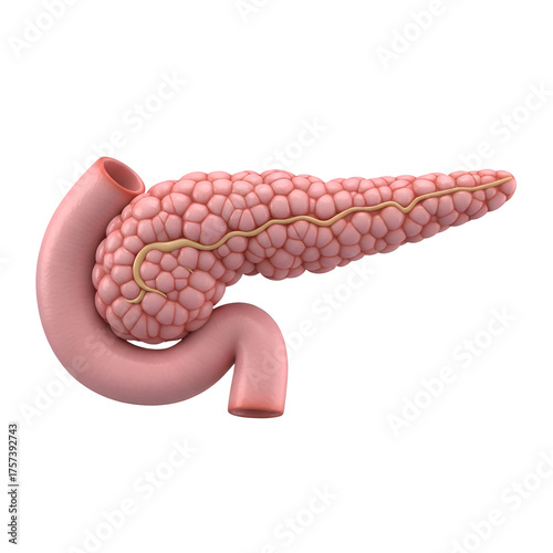 3d illustration of the human pancreas and duodenum isolated on transparent background