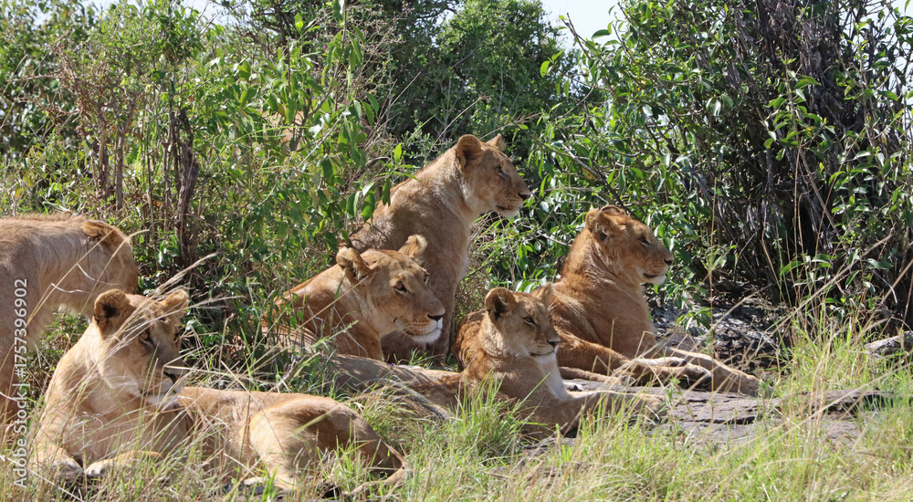 Naklejka premium Closeup of a pride of Lions resting on a rocky outcrop, Masai Mara Kenya Africa