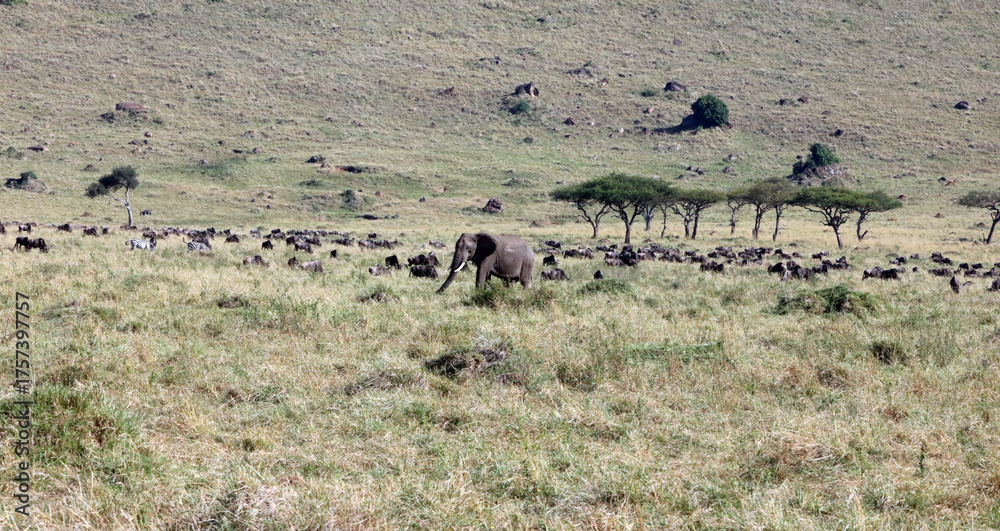 Obraz premium Masai Mara scenery with an elephant, wildebeest and zebra, Kenya Africa