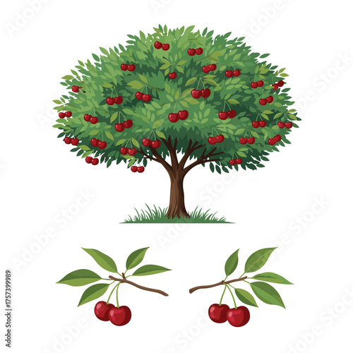 A lush green tree bearing ripe red cherries with two small branches of cherries below.