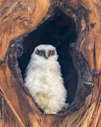 Close-up of a  wild powerful owl (Ninox strenua) owlet sitting in a eucalyptus tree nesting hollow, Australia