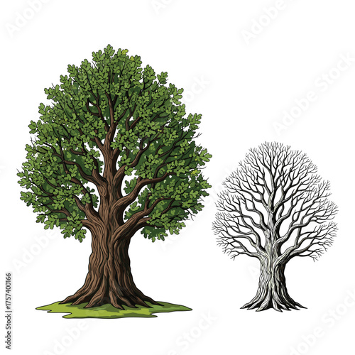 A detailed illustration of a mature oak tree in full leaf beside a bare deciduous tree skeleton.