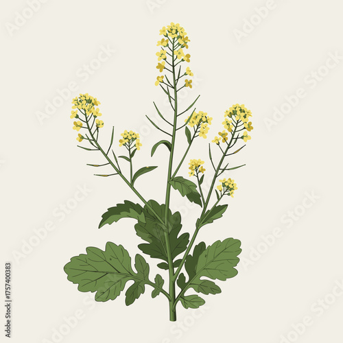 A botanical illustration of a mustard plant with yellow flowers and green leaves.