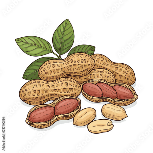 A cluster of peanuts in shells with some opened revealing the nuts and leaves.