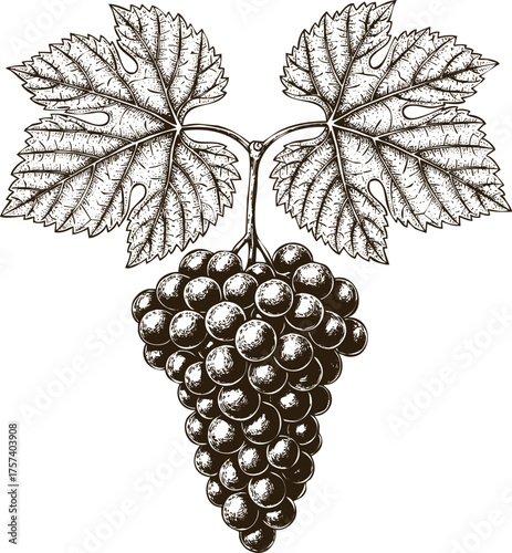 Engraving art vector art of a detailed black and white illustration of a ripe bunch of grapes with two large vine leaves, on transparent background