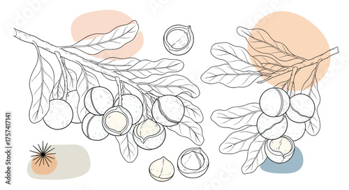 Hand drawn illustration of juicy macadamia nuts growing on branches with leaves and abstract colorful shapes.