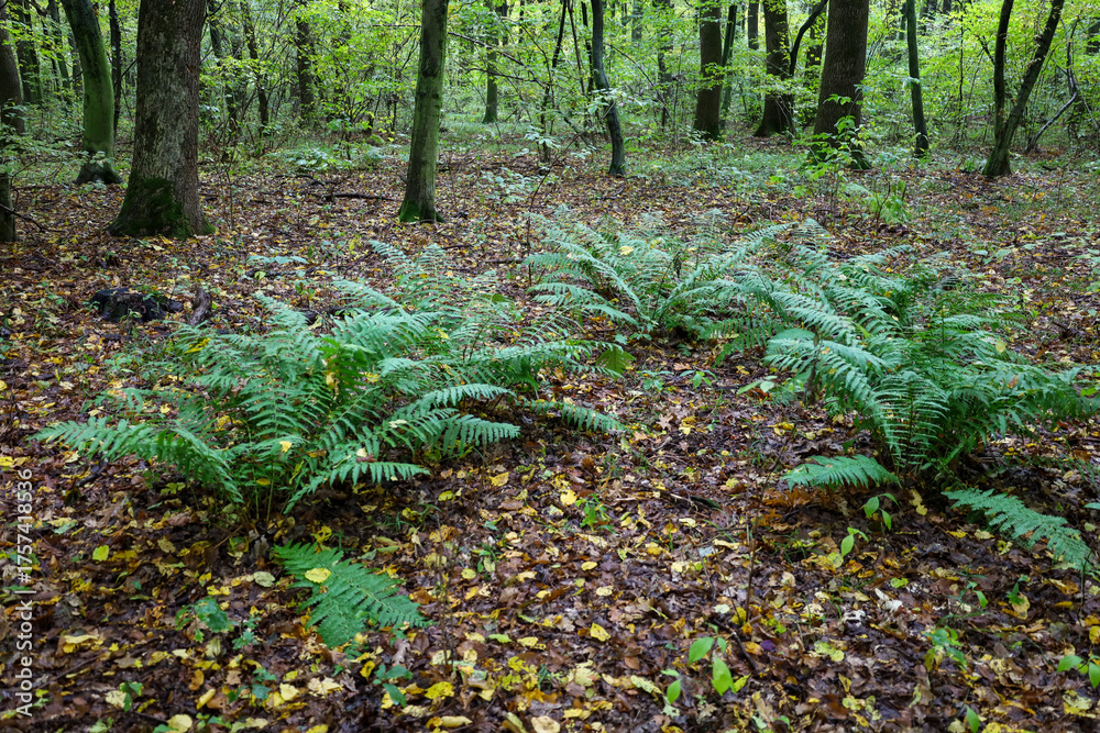 Fototapeta premium This forest landscape in early autumn showcases green ferns growing on the ground, covered with a moist litter of brown and yellow fallen leaves.