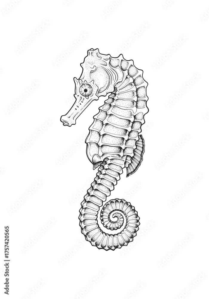 Fototapeta premium Detailed Hand Drawn Seahorse Vintage Marine Animal Vector Illustration Isolated on White Background