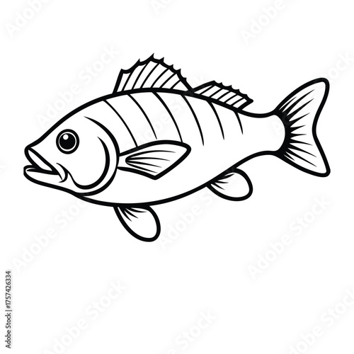 Smallmouth bass line art