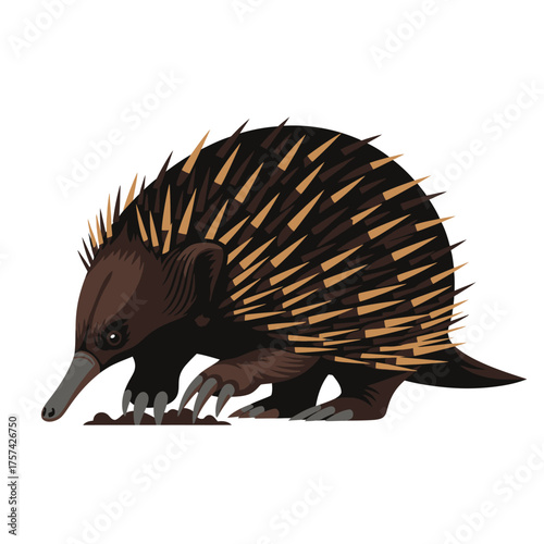 Echidna foraging for food in the natural environment.