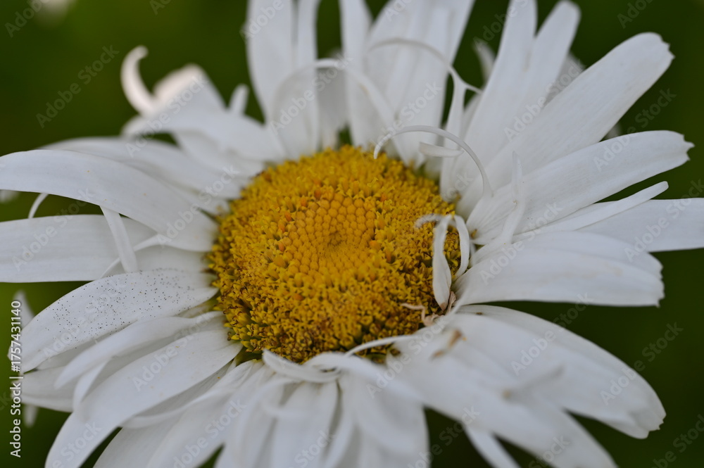 Obraz premium daisy flower closeup