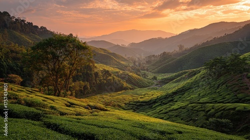 Serene Tea Plantation Valley at Sunrise, Cameron Highlands, Malaysia
