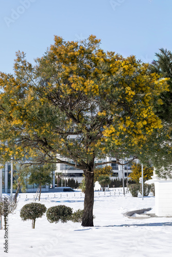 Blooming mimosa tree with yellow flowers in snow covered urban park in winter
