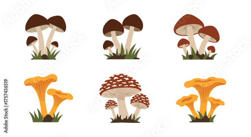 A collection of six different types of mushrooms growing in green grass.