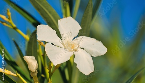Pareti, Elba, Tuscany, Italy, Europe - 24 September 2025, white oleander
