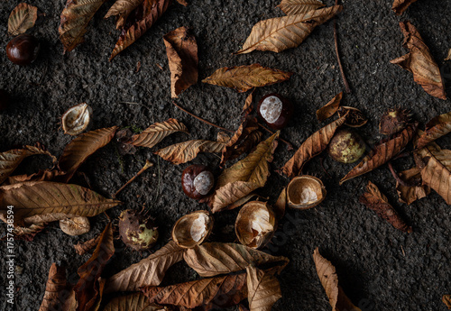 chestnuts in autumn