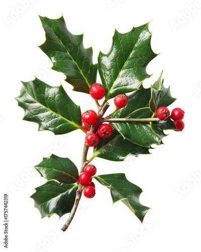 Bright green holly leaves with vibrant red berries displayed against a white background, showcasing the beauty of winter foliage during the holiday season