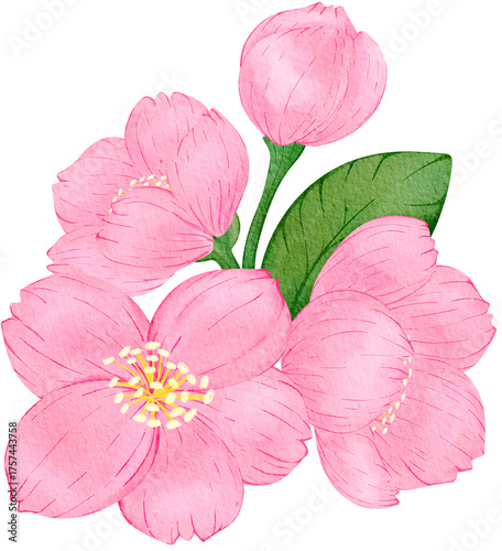 Pink Sakura Cherry Blossom Watercolor PNG