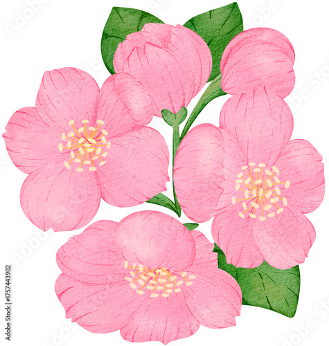 Pink Sakura Cherry Blossom Watercolor PNG