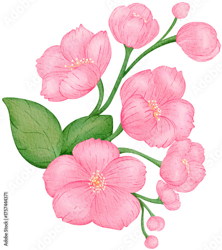 Pink Sakura Cherry Blossom Watercolor PNG