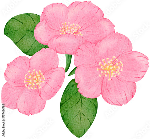 Pink Sakura Cherry Blossom Watercolor PNG