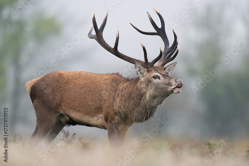 Red Deer Stag (Cervus elaphus) showing flehmen response in Autumn rut