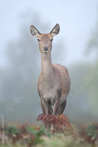 Red Deer Hind (Cervus elaphus) in thick Autumn morning mist