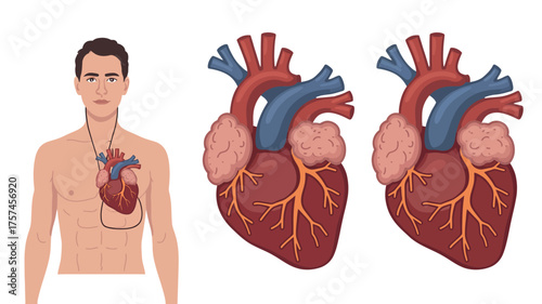 The cartoon vector illustration shows the anatomy of the human heart, symbolized by a red fist-like organ isolated on a white background