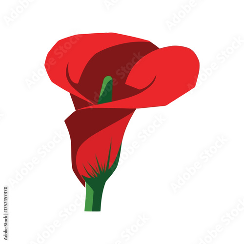 Vibrant red calla lily bloom elegant floral design simple graphic isolated flower illustration vector