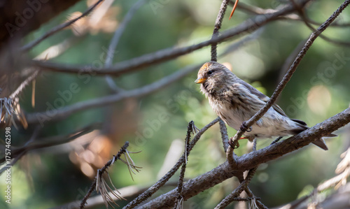 Photography Icelandic birds in summer time