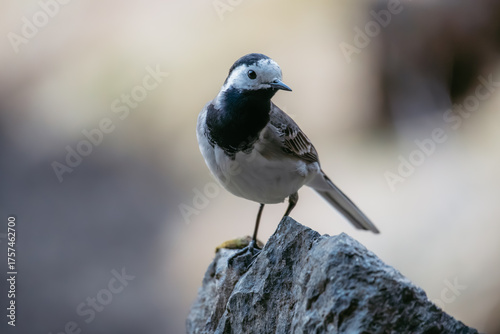 Icelandic birds in summer time