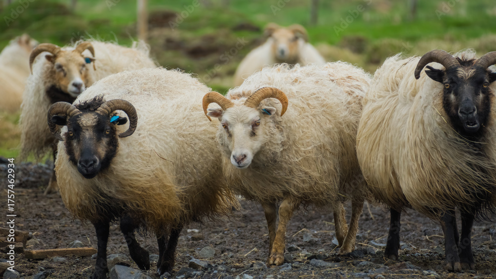 Fototapeta premium Fauna in Iceland