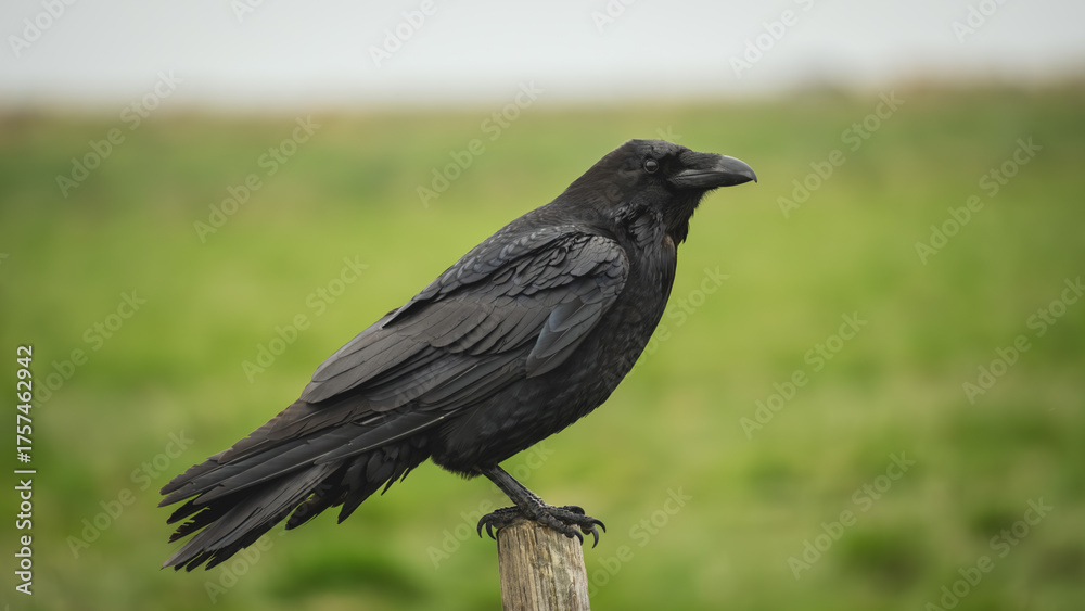 Obraz premium Icelandic birds in summer time